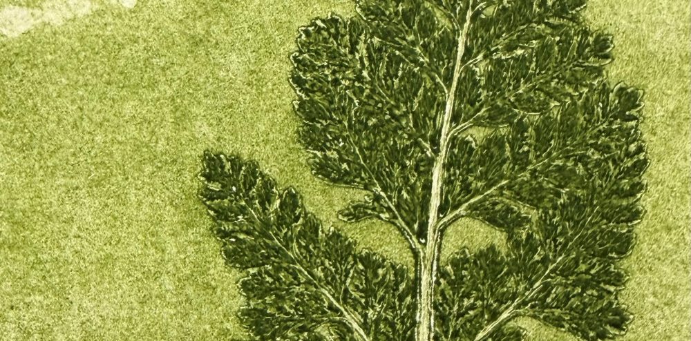 Image for Monoprinting with Nature with Danielle Creenaune